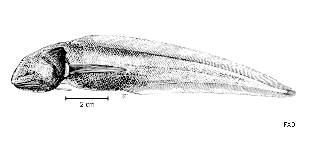 Abyssobrotula galatheae
