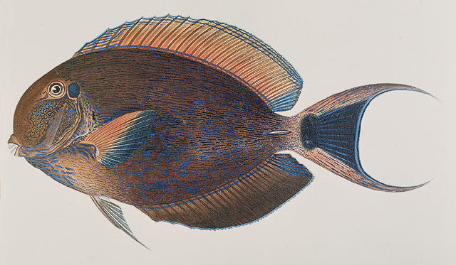 Acanthurus bariene