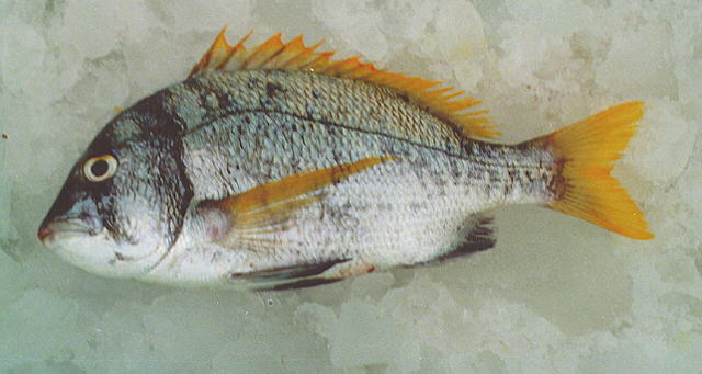 Acanthopagrus bifasciatus