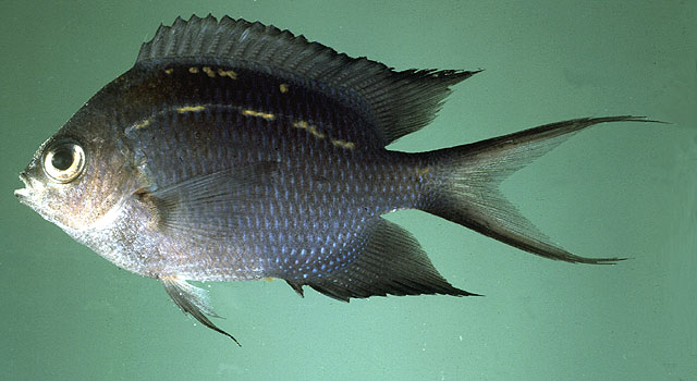 Acanthochromis polyacanthus