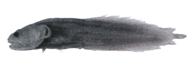 Alionematichthys phuketensis