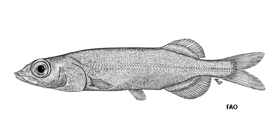 Alepocephalus rostratus