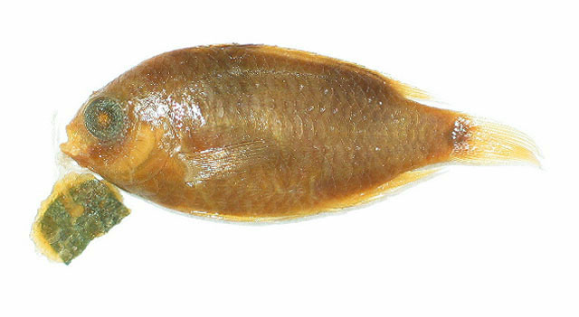 Amblypomacentrus breviceps