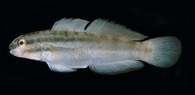 Amblygobius bynoensis