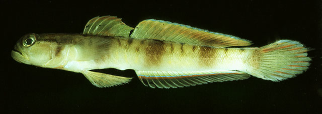 Amblyeleotris gymnocephala
