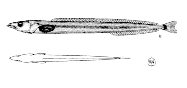 Ammodytes hexapterus