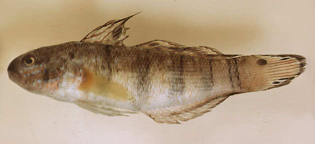 Amblygobius phalaena