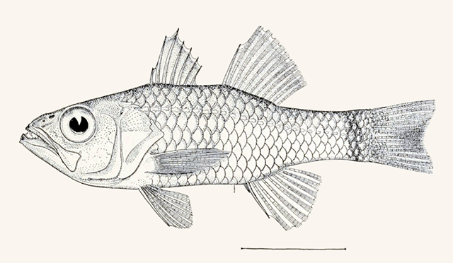 Amioides polyacanthus