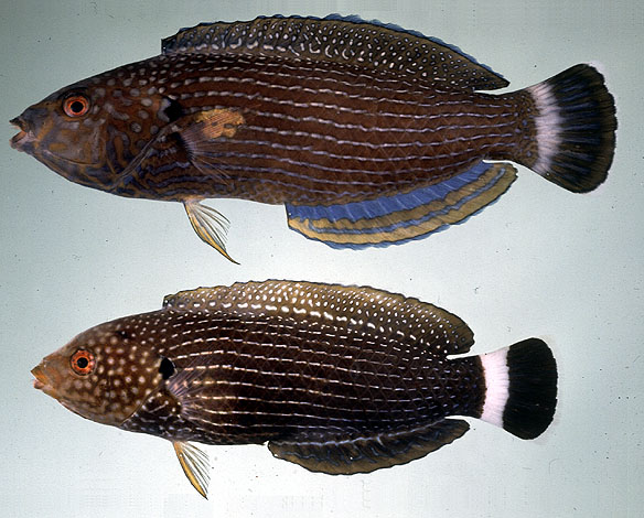 Anampses lineatus