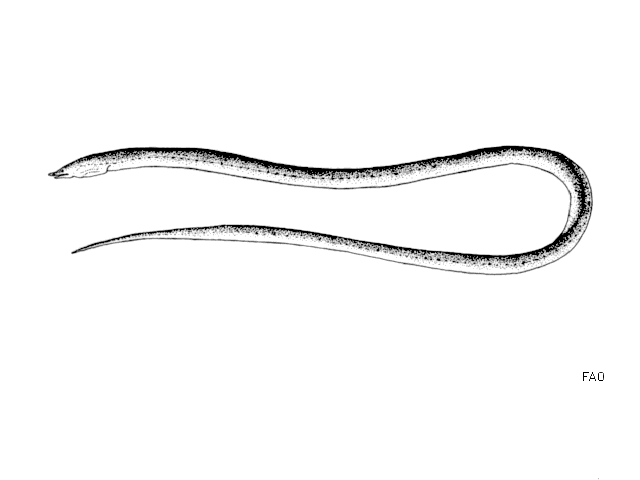 Apterichtus anguiformis