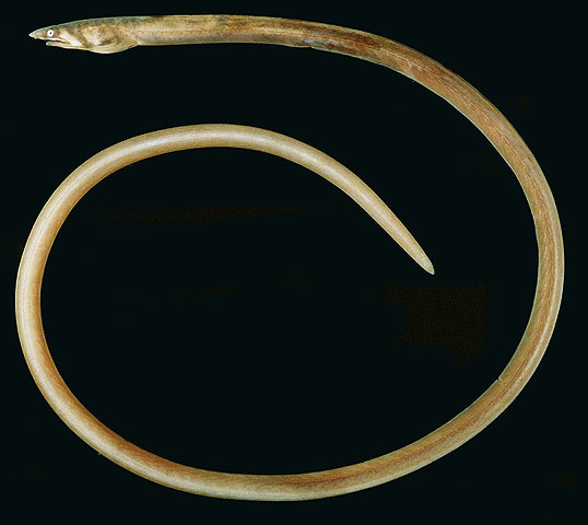 Apterichtus flavicaudus