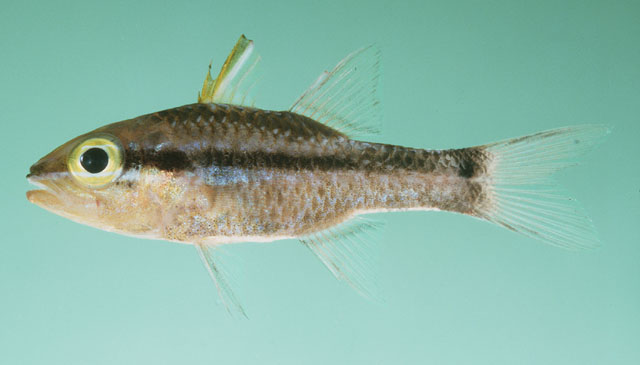 Pristiapogon kallopterus