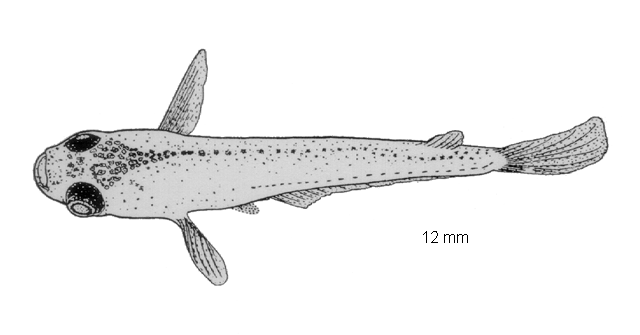 Aplocheilus panchax