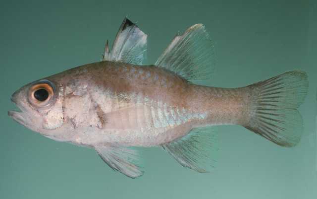 Apogonichthyoides timorensis