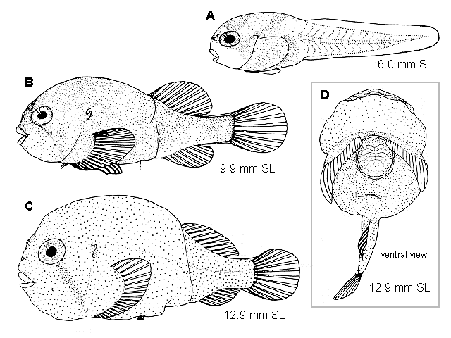 Aptocyclus ventricosus