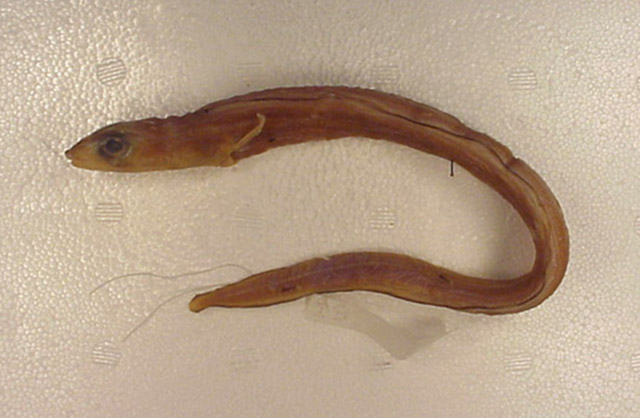 Ariosoma howensis