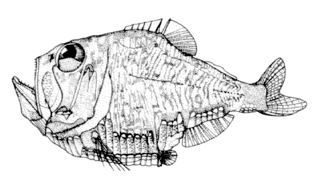 Argyropelecus lychnus
