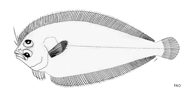 Arnoglossus oxyrhynchus