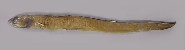 Ariosoma sereti