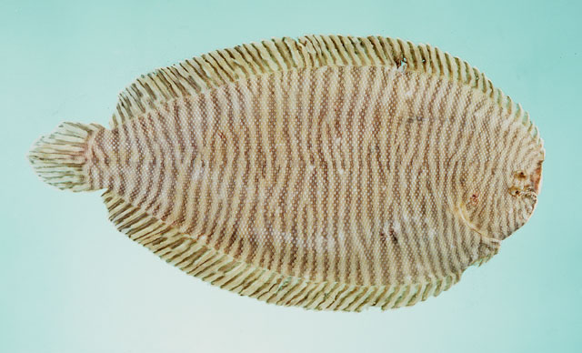 Synclidopus macleayanus