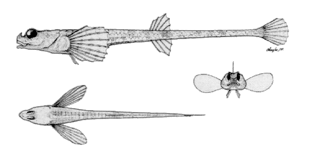 Aspidophoroides monopterygius