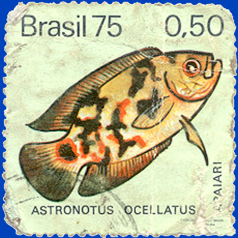 Astronotus ocellatus