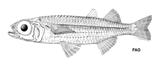 Atherinomorus lineatus