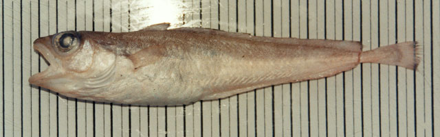 Notophycis marginata