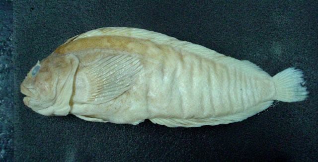 Auchenionchus variolosus