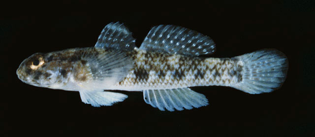Bathygobius cocosensis