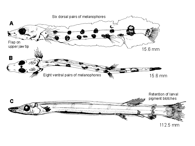 Bathylychnops exilis