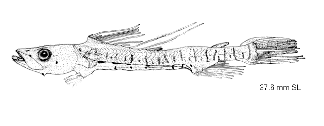 Bathysaurus mollis
