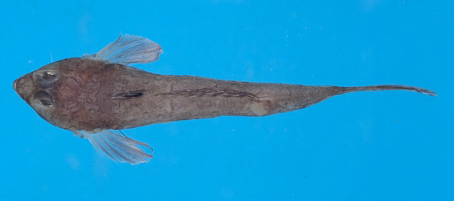 Callionymus sokonumeri