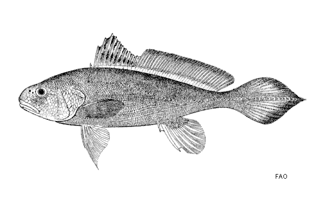 Boesemania microlepis
