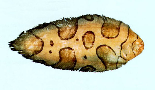 Brachirus annularis