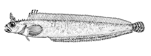 Bryozoichthys marjorius