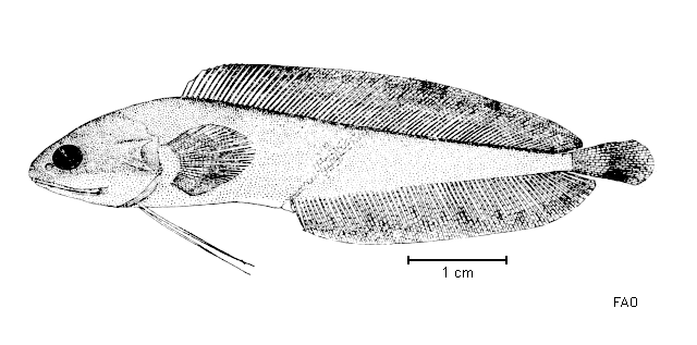 Brosmophyciops pautzkei