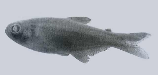 Bryconamericus plutarcoi