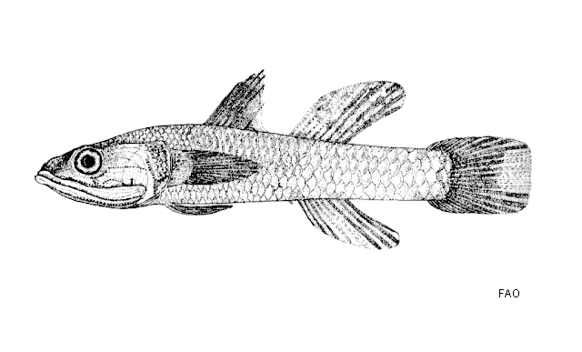 Eugnathogobius kabilia