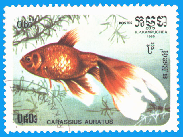 Carassius auratus