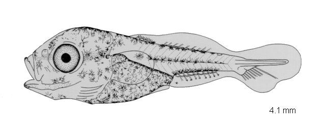 Callionymus beniteguri