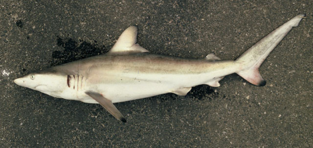 Carcharhinus brevipinna