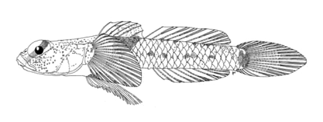 Cabillus caudimacula