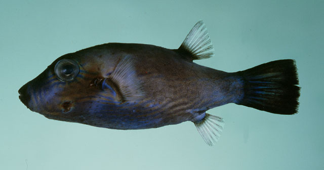 Canthigaster cyanetron