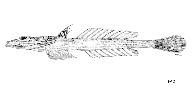 Callionymus hindsii