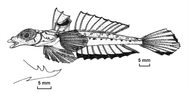 Callionymus kanakorum