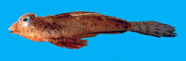 Callionymus madangensis