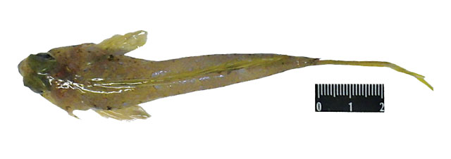 Callionymus petersi