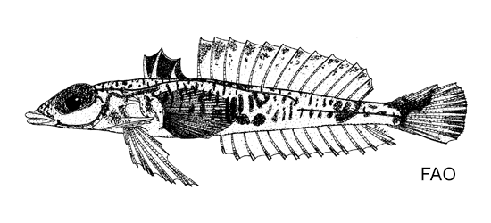 Centrodraco rubellus