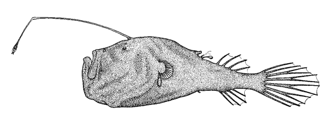 Ceratias tentaculatus
